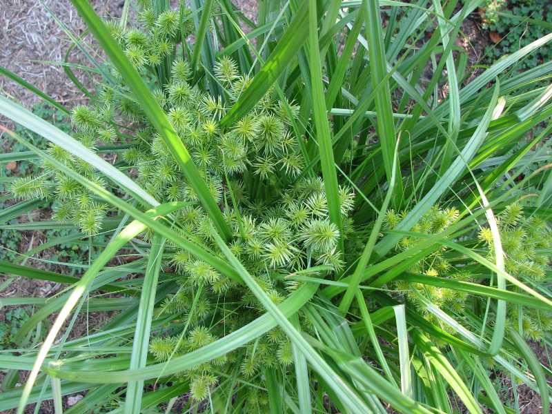nutgrass