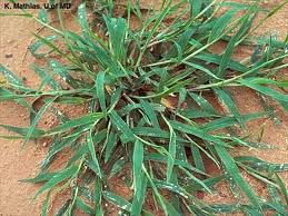 crabgrass