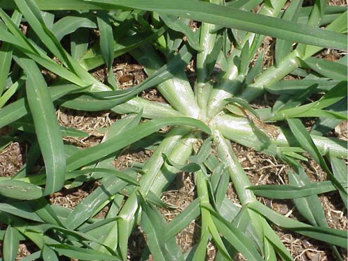 goosegrass